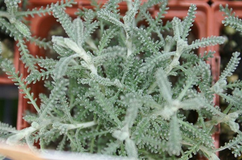 Lavender Cotton photo 8