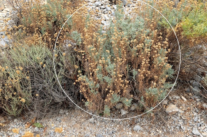 Santolina corsica photo 6