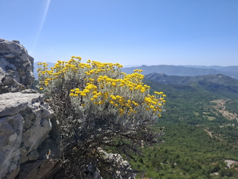 Santolina decumbens