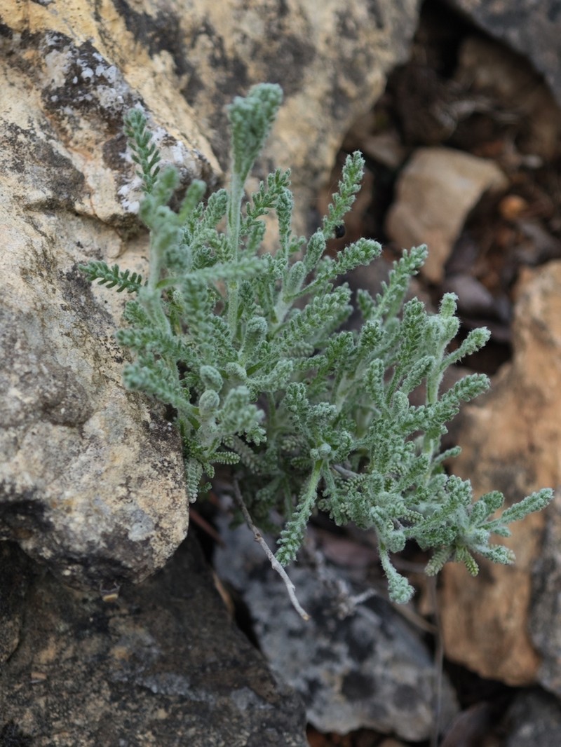 Santolina decumbens photo 2