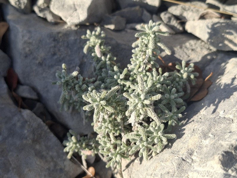 Santolina decumbens photo 3