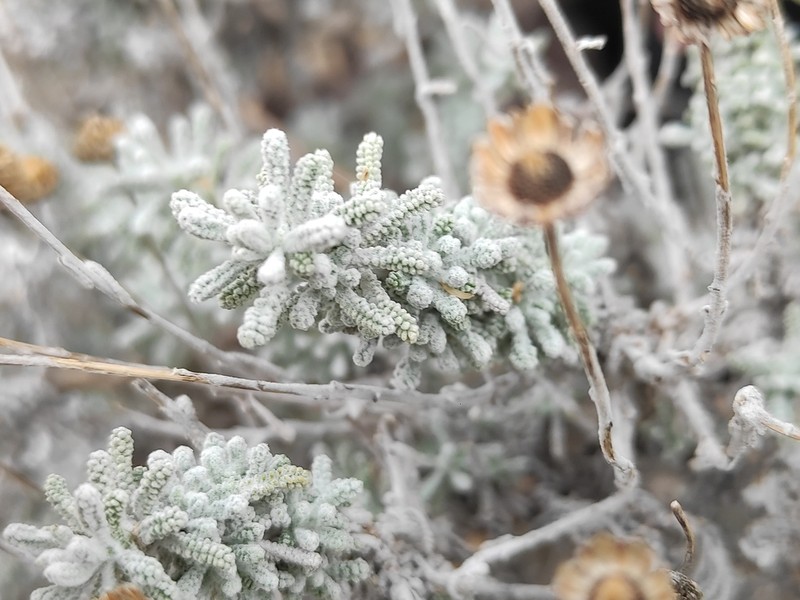 Santolina decumbens photo 4