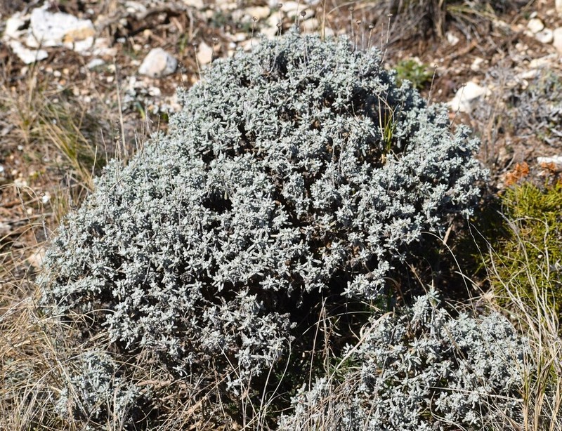 Santolina decumbens photo 5