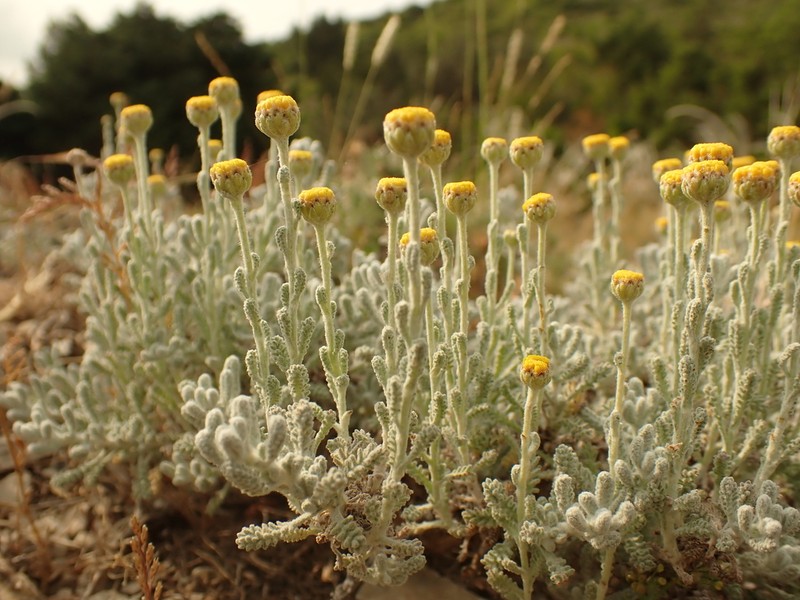 Santolina decumbens photo 6