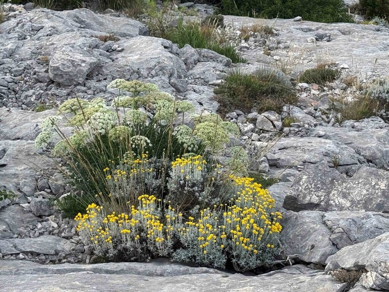Santolina decumbens photo 7