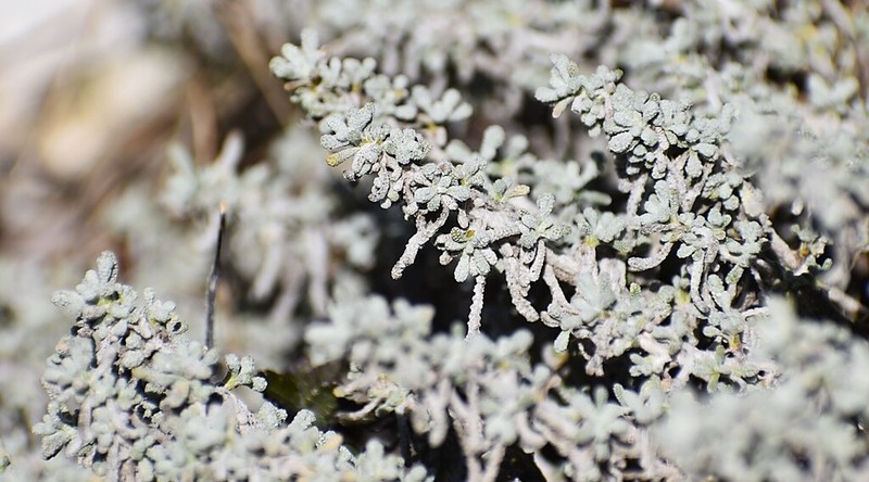 Santolina decumbens photo 8