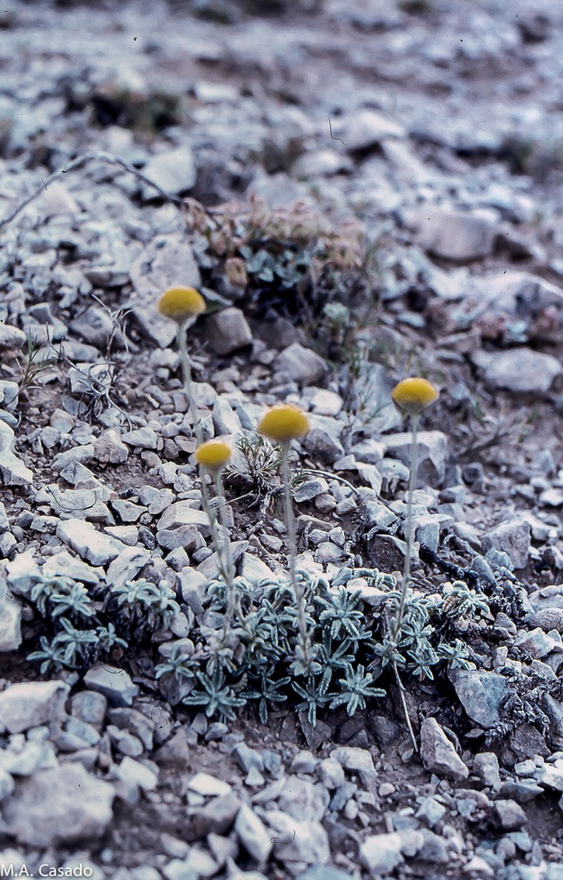 Santolina elegans