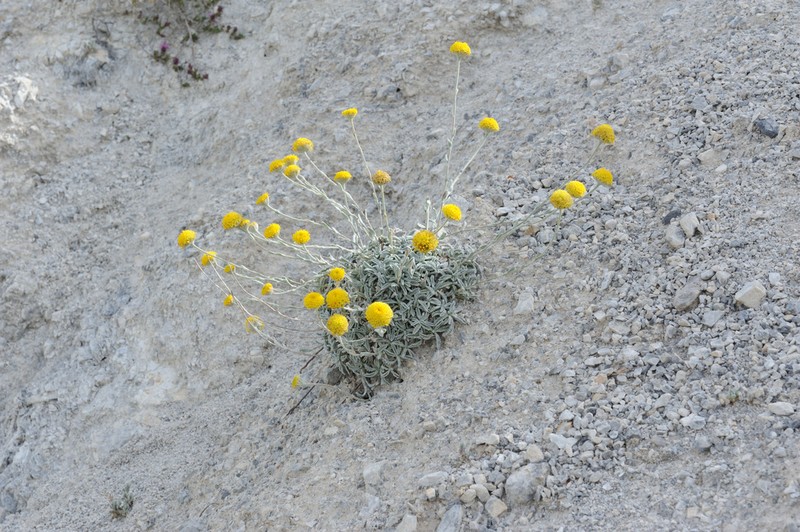 Santolina elegans photo 2