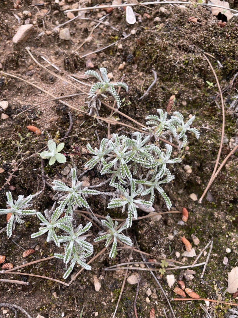 Santolina elegans photo 3