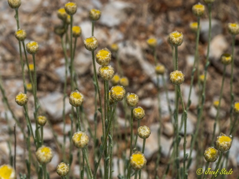 Santolina elegans photo 4