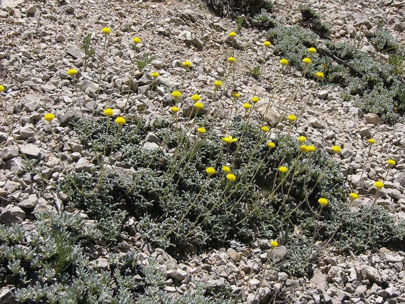 Santolina elegans photo 5