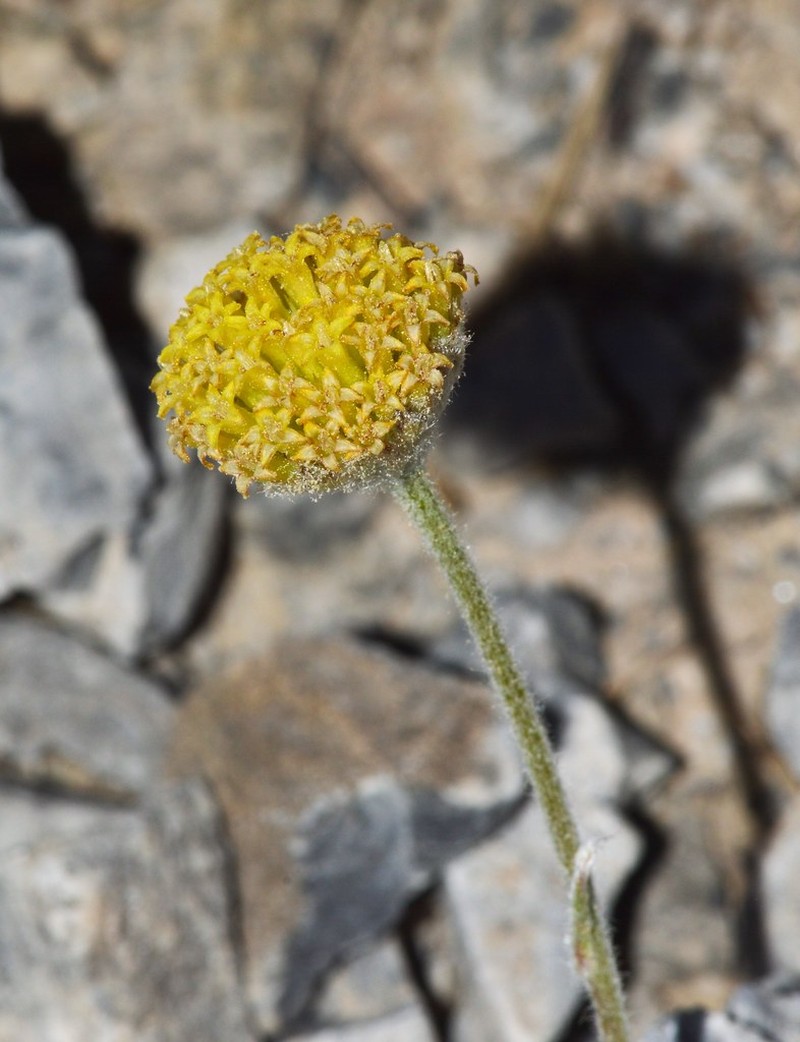 Santolina elegans photo 7