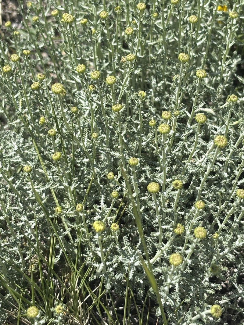 Santolina ericoides