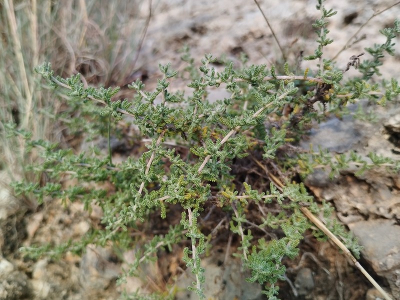 Santolina ericoides photo 2