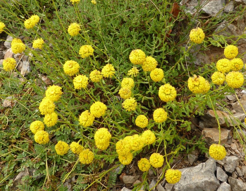 Santolina ericoides photo 3