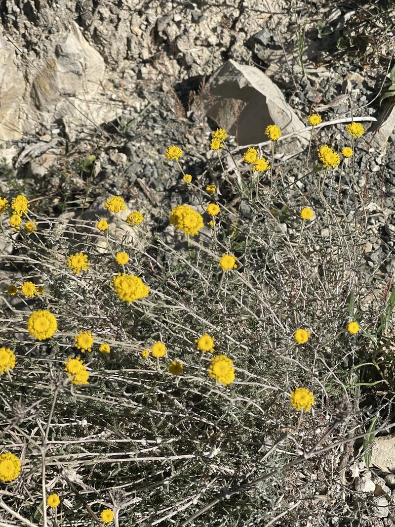 Santolina ericoides photo 4