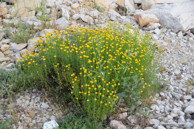 Santolina ericoides photo 5
