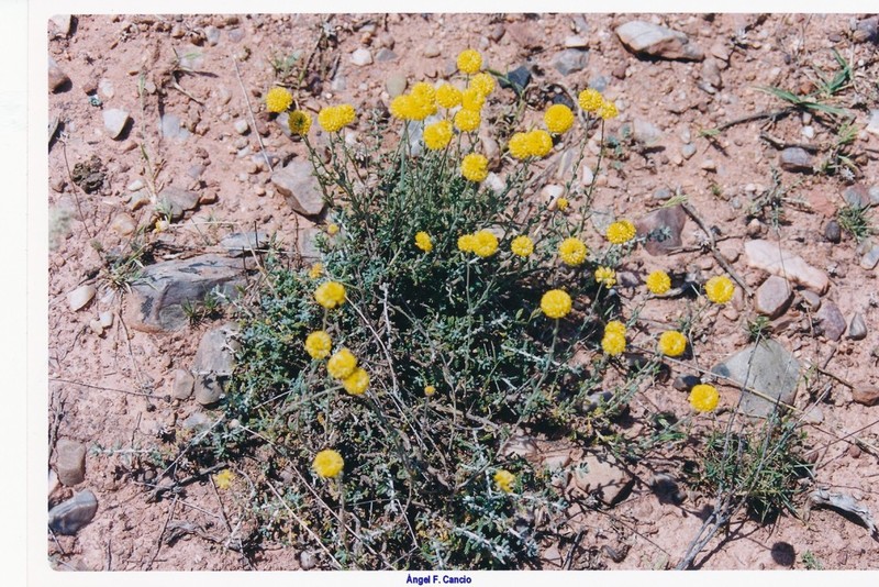 Santolina ericoides photo 6