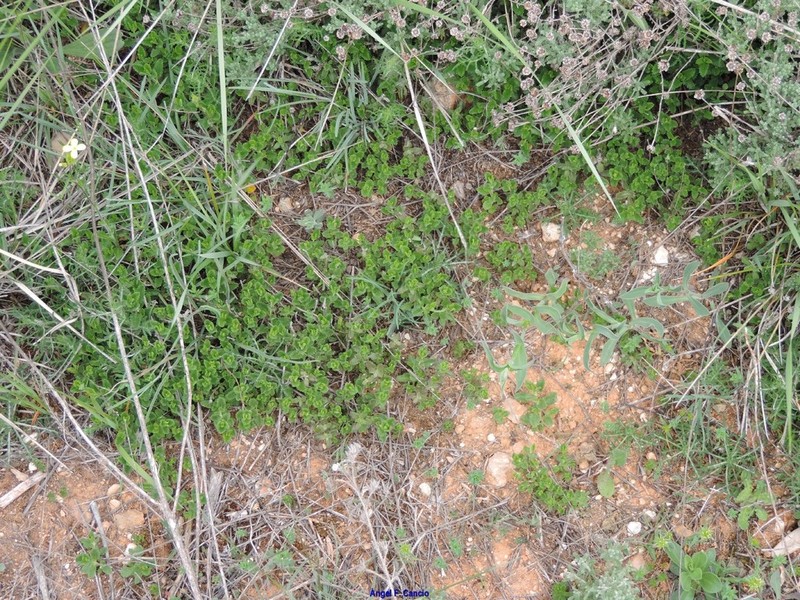 Santolina ericoides photo 7