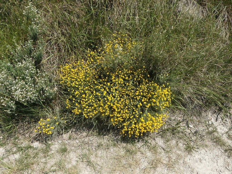 Santolina ericoides photo 8