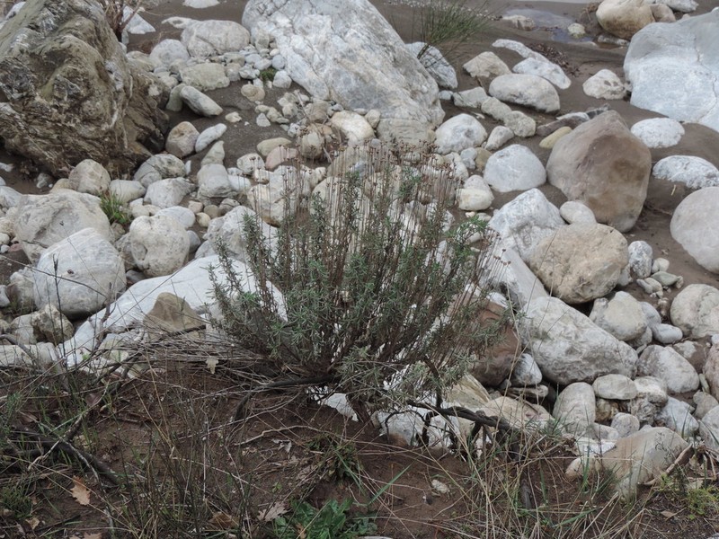 Santolina etrusca photo 5