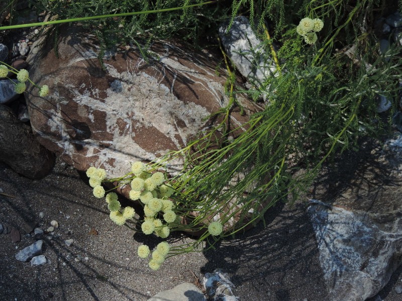 Santolina etrusca photo 6