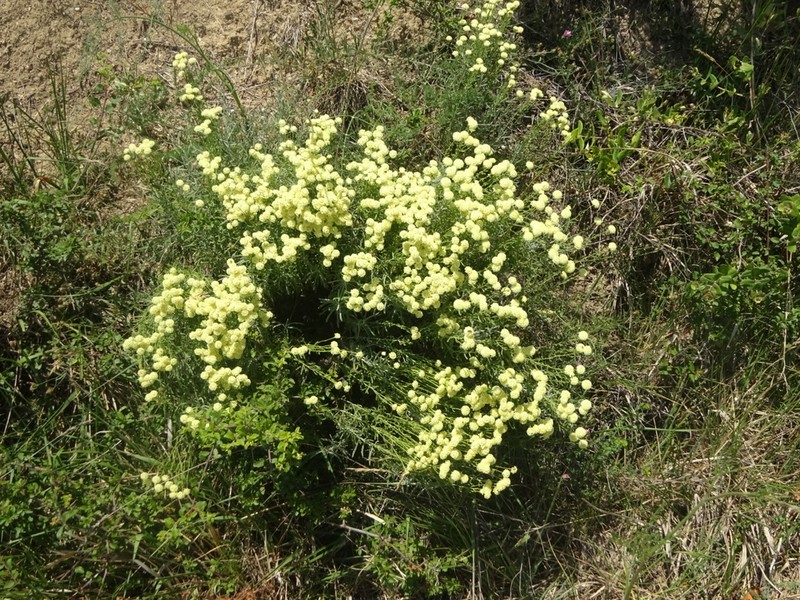 Santolina etrusca photo 8
