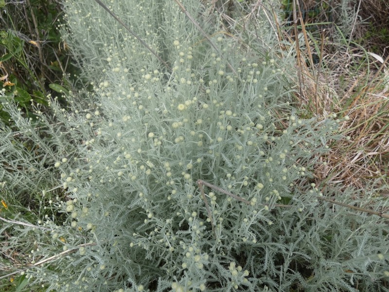 Santolina ligustica photo 4