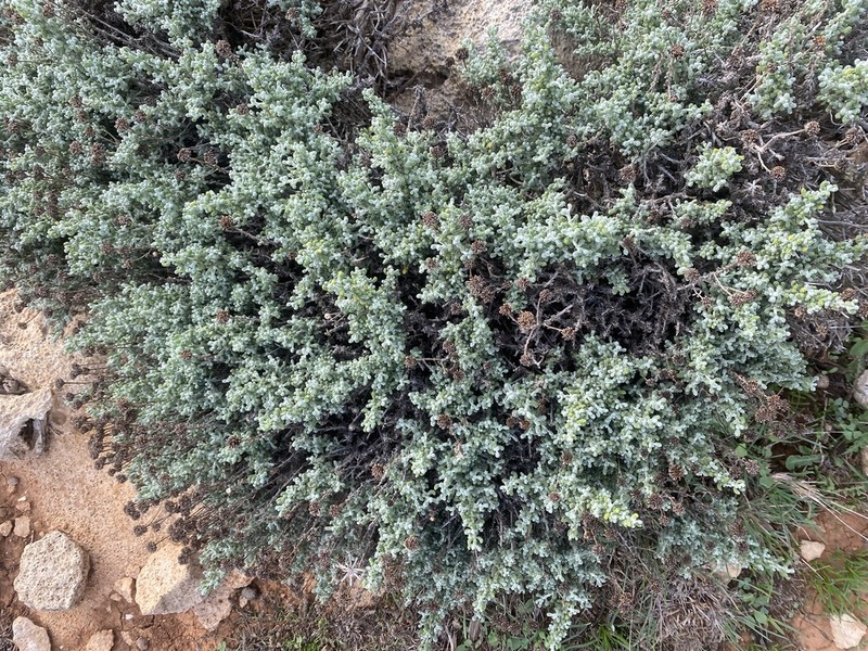Santolina magonica