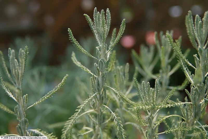 Santolina neapolitana