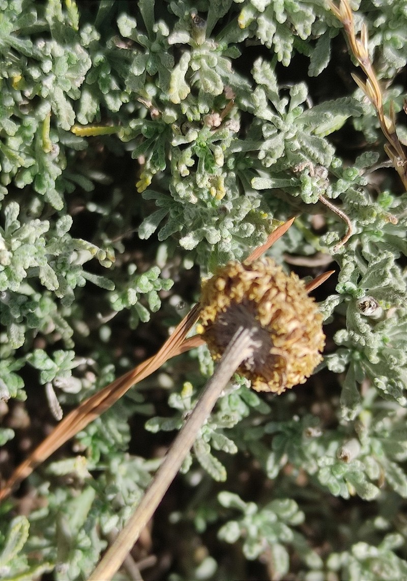 Santolina oblongifolia