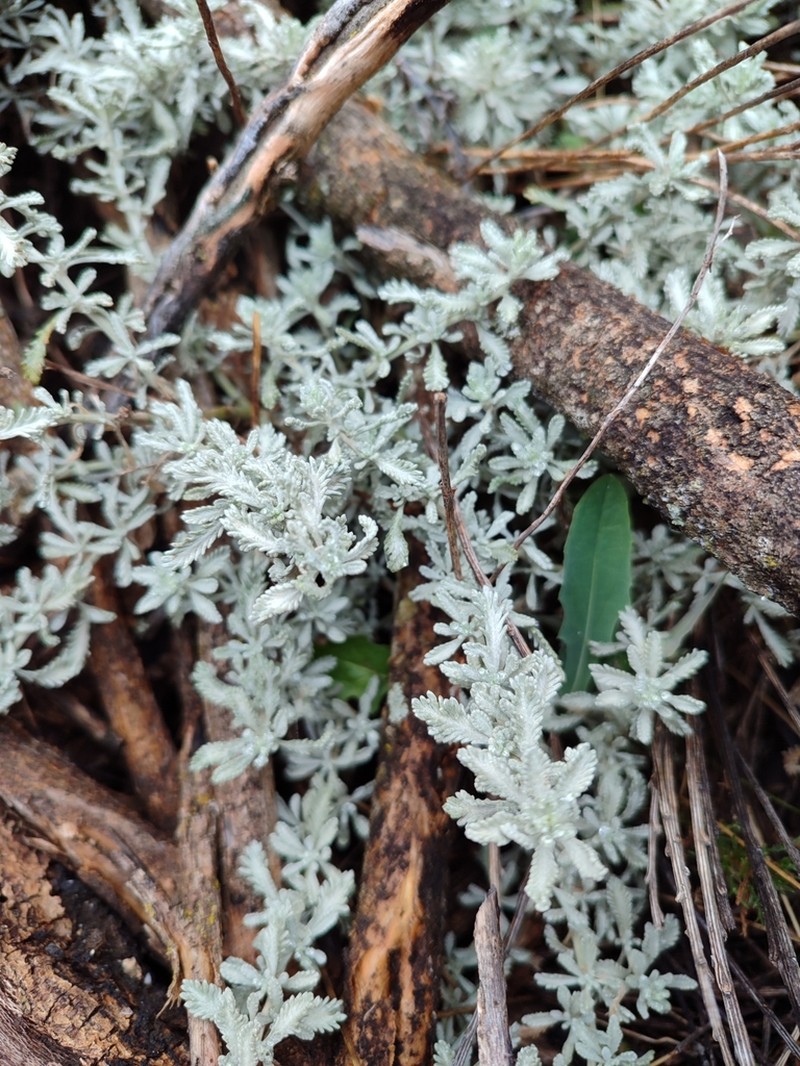 Santolina oblongifolia photo 2