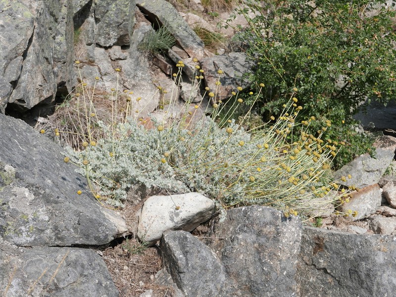 Santolina oblongifolia photo 3