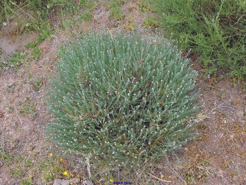 Santolina oblongifolia photo 4