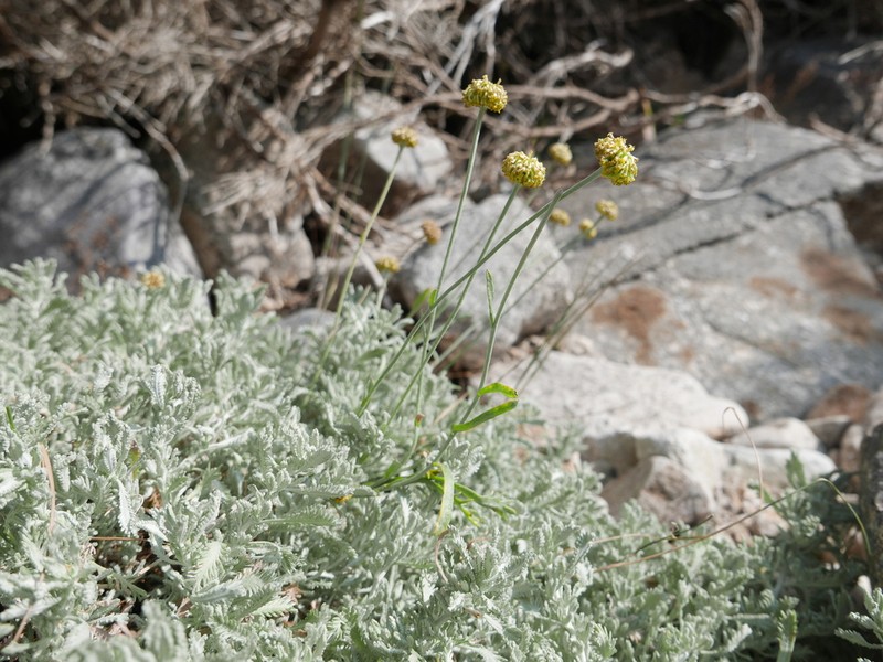 Santolina oblongifolia photo 5