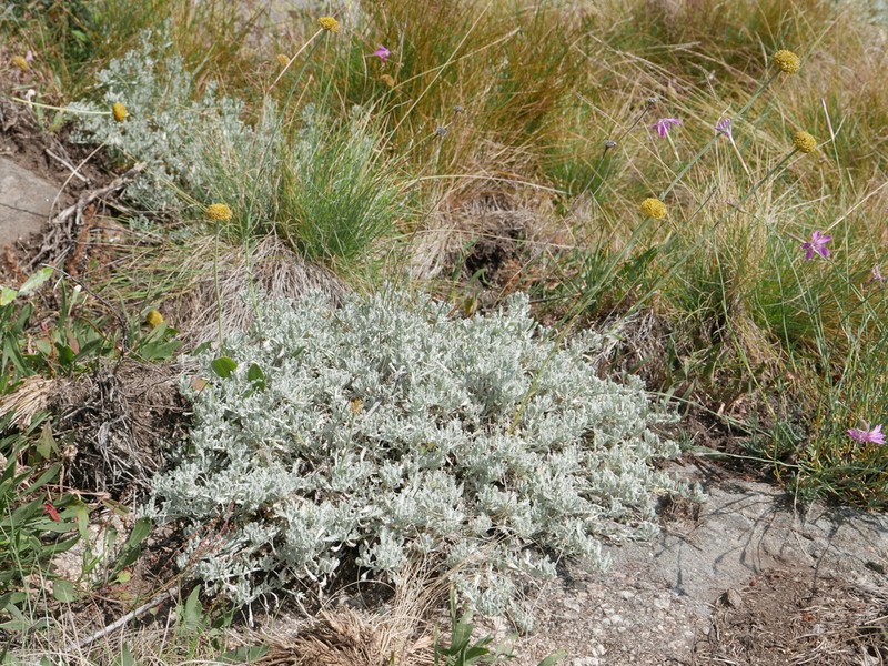 Santolina oblongifolia photo 6