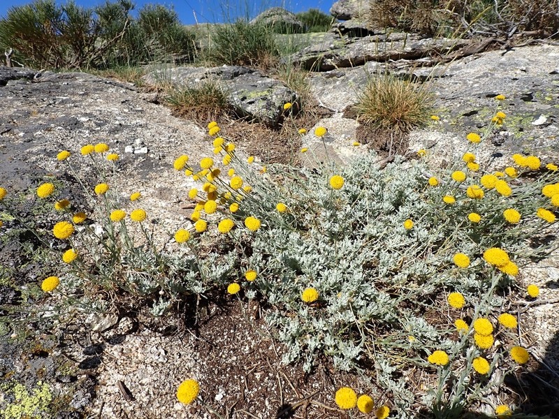 Santolina oblongifolia photo 7