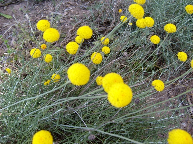 Santolina pectinata photo 2