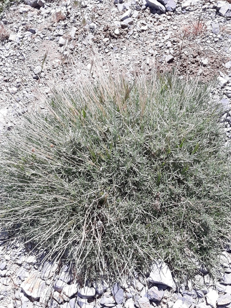 Santolina pectinata photo 3