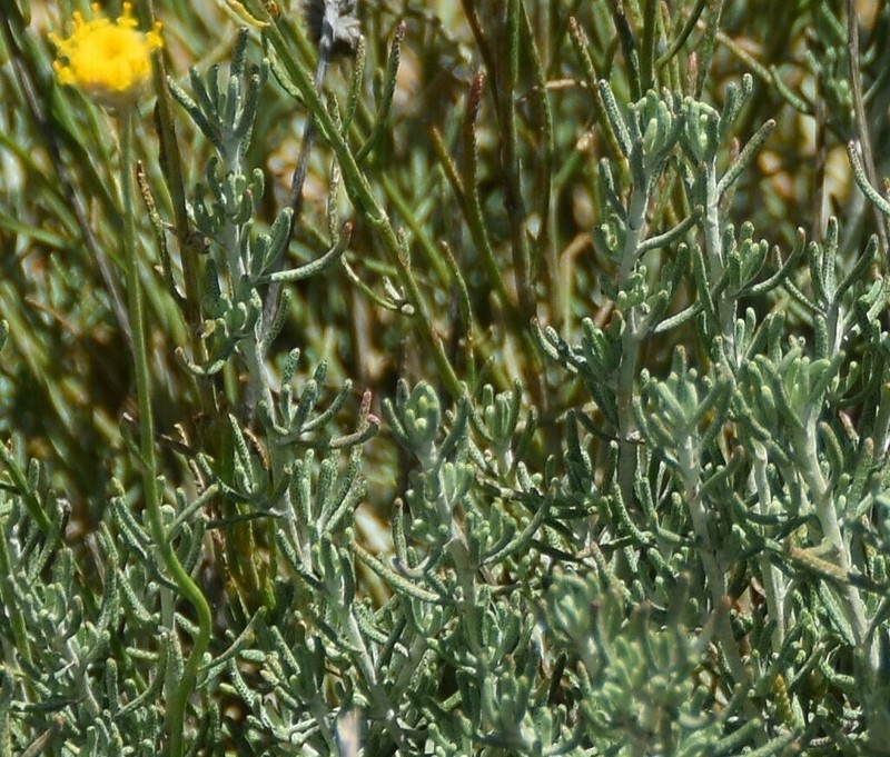 Santolina pectinata photo 4