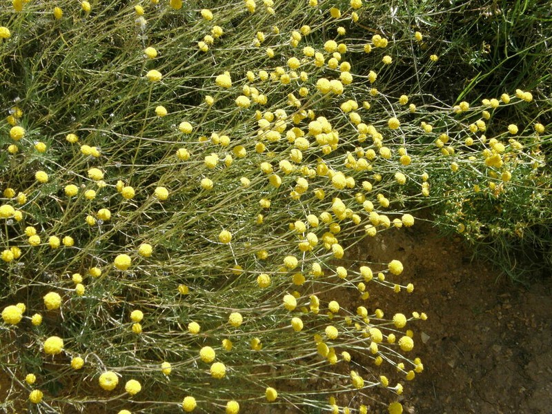 Santolina pectinata photo 5