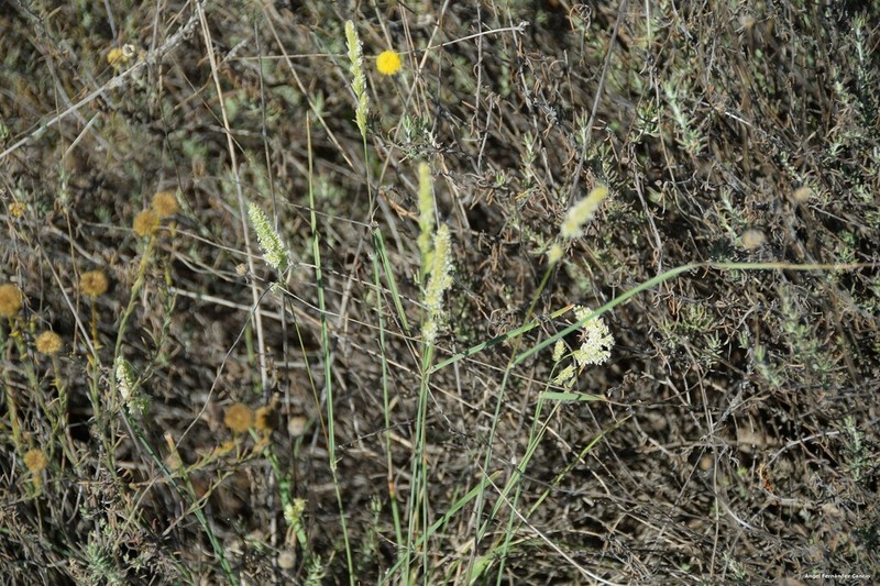 Santolina pectinata photo 6