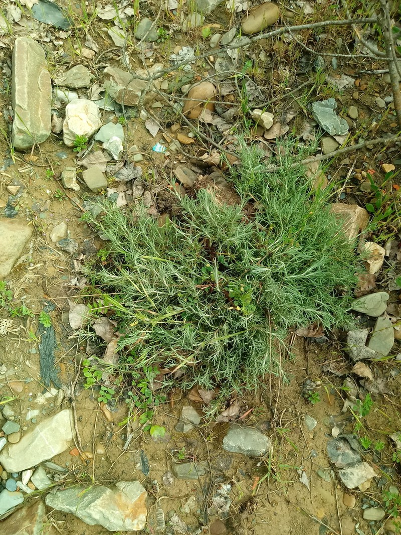 Santolina pectinata photo 8