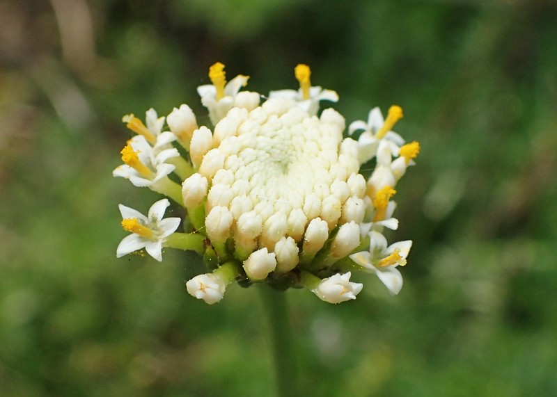 Santolina pinnata photo 2