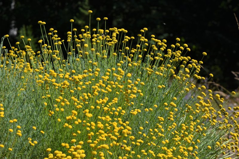 Santolina rosmarinifolia