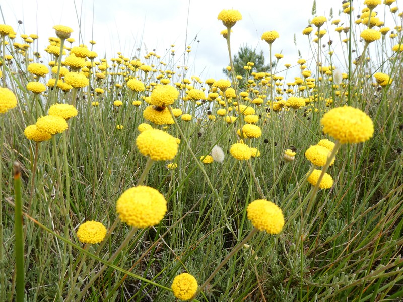 Santolina rosmarinifolia subsp. arrabidensis
