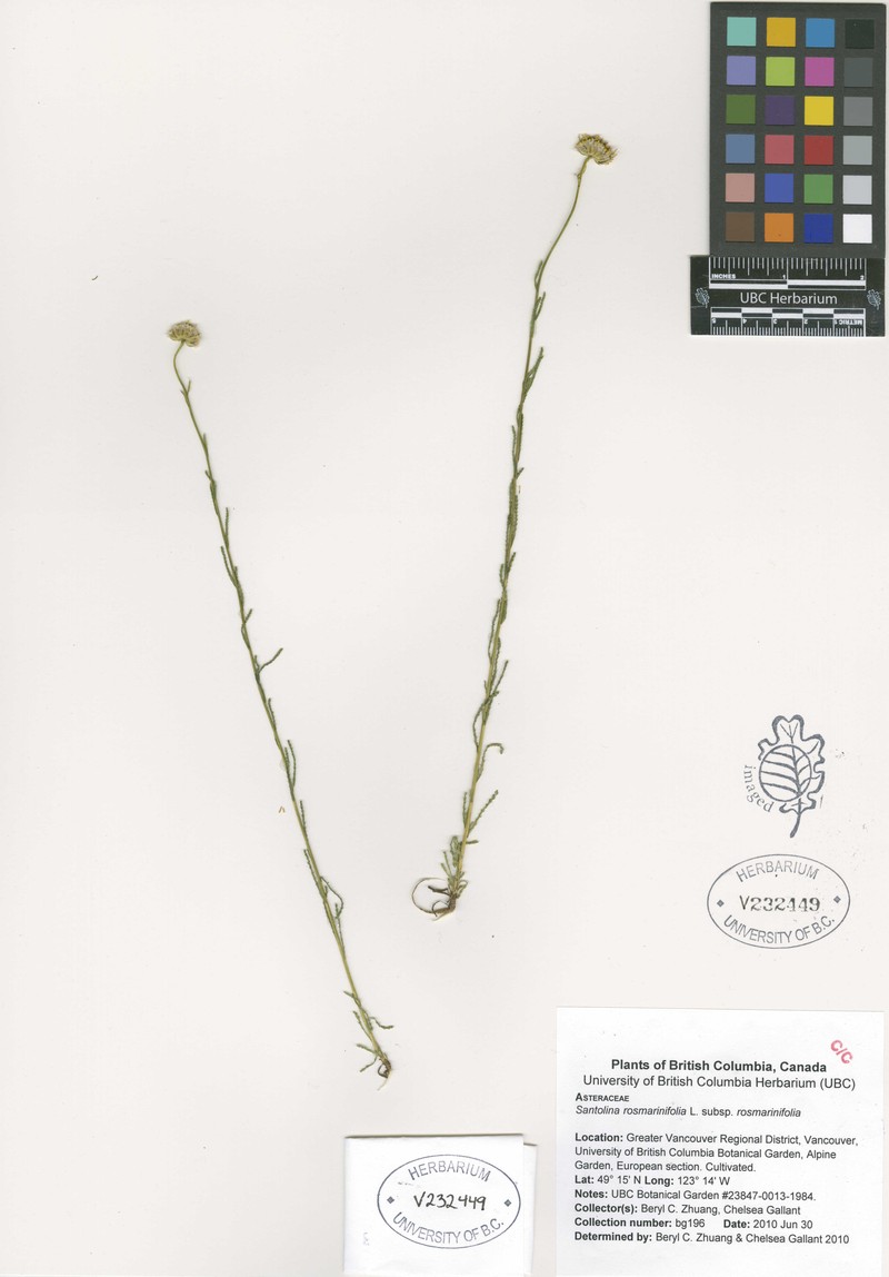 Santolina rosmarinifolia subsp. rosmarinifolia