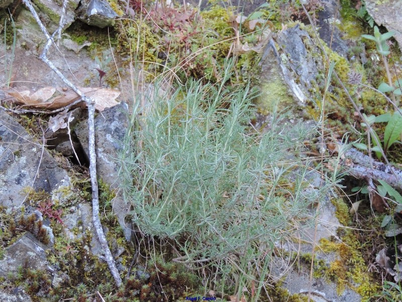 Santolina semidentata photo 3