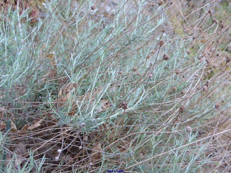 Santolina semidentata photo 8