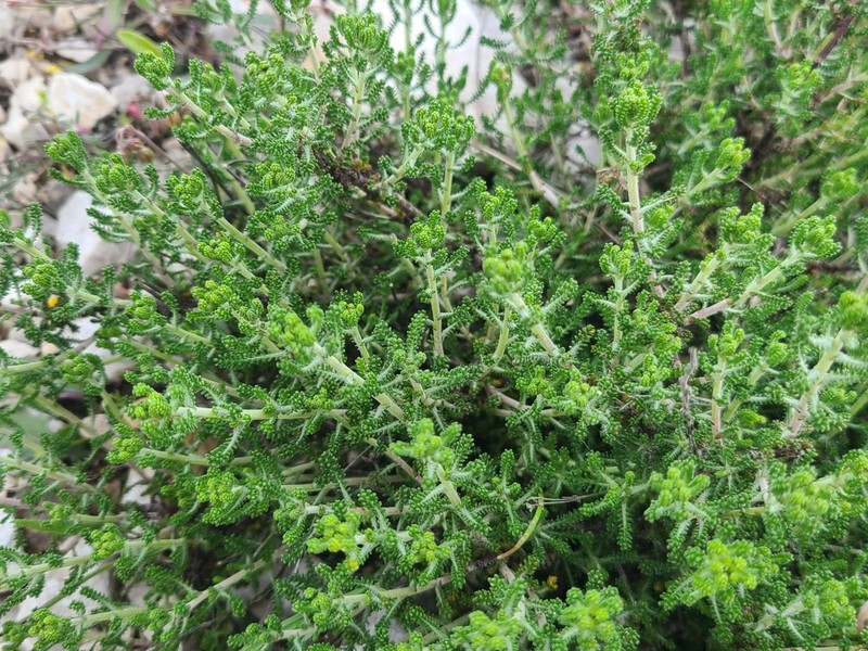 Santolina villosa